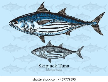 Skipjack Tuna. Vector illustration with refined details and optimized stroke that allows the image to be used in small sizes (in packaging design, decoration, educational graphics, etc.)