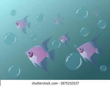 Sklarii float between bubbles. Sea fish.