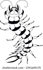 Skolopendra stylized drawing, vector graphics, arthropod, black and white image