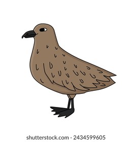 Skua bird is on the snow. Vector hand drawn cartoon childish isolated illustration on the white background. Polar animal in Antarctica