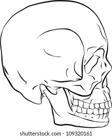 skull