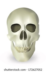 skull 