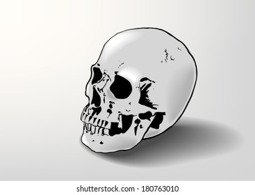 skull