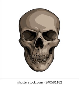 skull