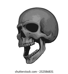 Skull