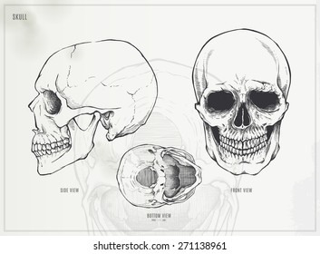 Calavera