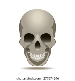 Skull 