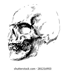 skull