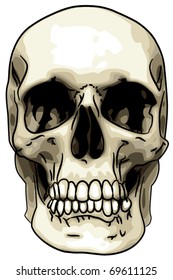 Skull