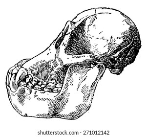 Skull adult orangutan, vintage engraved illustration. Natural History of Animals, 1880.
