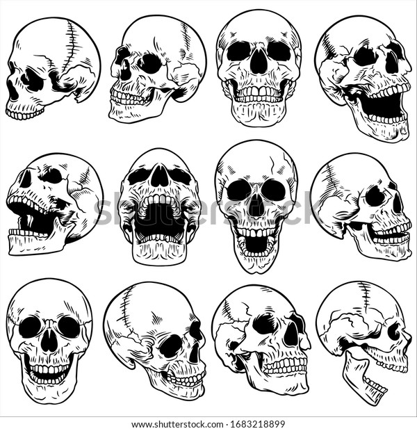 Skull Anatomy Line Art Package Stock Vector (Royalty Free) 1683218899 ...