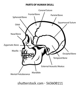 SKULL ANATOMY OUTLINE VECTOR