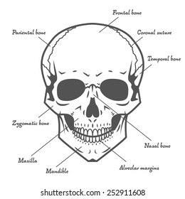 Skull anatomy at white background