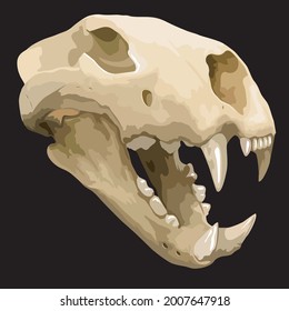 Skull of ancient animal, prehistoric fossil, saber toothed tiger, photo-real vector illustration