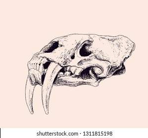 Skull of ancient prehistoric Smilidon Californicus Bovard black lines vector illustration on warm background 