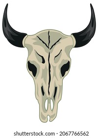 Skull animal cow on white background is insulated