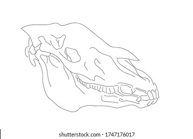 skull animal. hand drawn vector illustration, isolated on white background