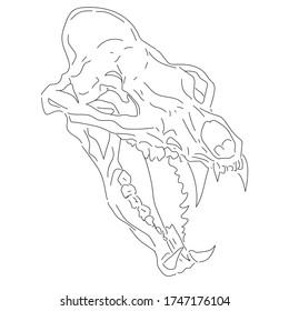 skull animal. hand drawn vector illustration, isolated on white background