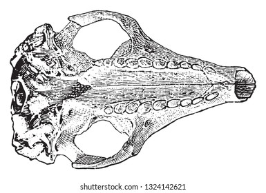 Skull of armadillo, vintage engraved illustration. From Deutch Vogel Teaching in Zoology.
