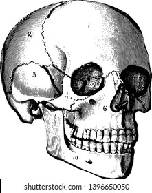 El cráneo soporta básicamente las estructuras de la cara y proporciona una cavidad protectora para el dibujo de la línea vintage del cerebro o ilustración de grabado.