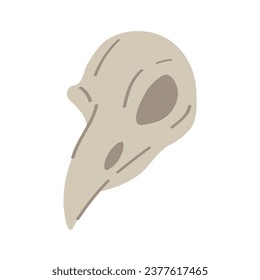 Skull of bird on white background