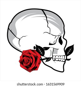 a skull bite a red rose on white background