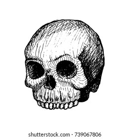 Skull Black on White Background Hand Drawn Sketch Vector