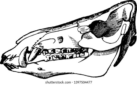 Skull of a Boar which is very difficult to deal and slay them vintage line drawing or engraving illustration.
