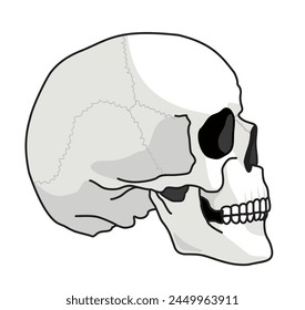 Skull bone face. Side view. Skull icon. Black and white cartoon smiling cute human skeleton head isolated on white background,  vector illustration. Spooky skeleton dead head sketch 