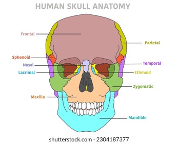 Schädelknochen-Diagramm, Vorderseite. Cranium bunter Teile Struktur, Vorderseite. Ethmoid, nasal, sphenoid, mandible, zygomatisch, maxilla, temporal, frontal, parietal. Gehirnschutz. Vektorgrafik