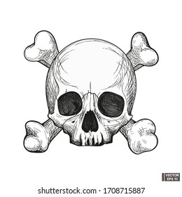 Skull and bones. Hand drawn anatomy human skull engraved style.