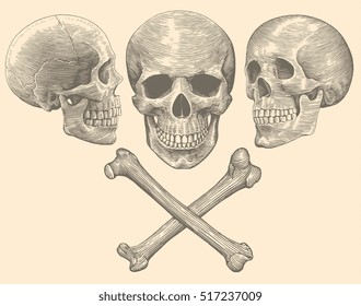 Skull and Bones. Hand drawn engraving. Vector vintage illustration. Isolated on color background. 8 EPS