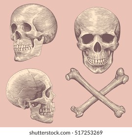 Skull and Bones. Hand drawn engraving. Vector vintage illustration. Isolated on color background. 8 EPS