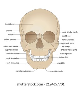 Skull Bones Head Bones Skull Borders Stock Vector (royalty Free) 2124657701