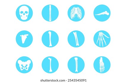 ossos do crânio,coluna vertebral,esterno,Pé lateral,escápula,clavícula,úmero,Úlna,Raio,ossos da mão,osso do quadril,Fêmur,Tíbia,ossos do pé
