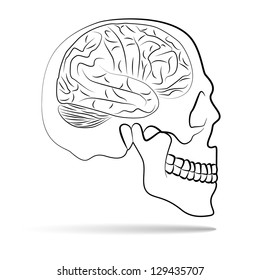 skull with brain