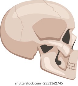 A skull with a broken jaw and a missing eye