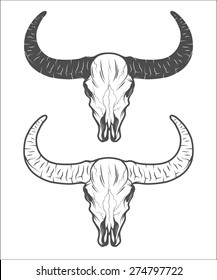 The skull of a buffalo. The two versions.