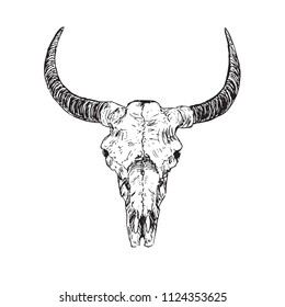 Skull of bull with horns, hand drawn ink doodle, sketch, vector outline illustration