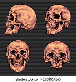 skull bundle illustration bone vector