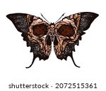 Skull Butterfly. Greater death's head hawkmoth vector abstract illustration isolated on white background.