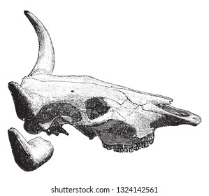 Skull of the cattle, vintage engraved illustration. From Deutch Vogel Teaching in Zoology.
