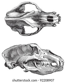 Skull cave bear (Ursus spelaeus) / vintage illustration from Meyers Konversations-Lexikon 1897