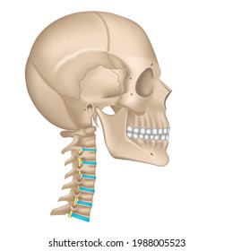 Skull And Cervical Spine. Head Skeleton In Profile. Human Bones. Vector Illustration