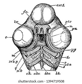 Skull of a Chick Below the parts of the second and third arch all going into the hyoid bone vintage line drawing or engraving illustration.