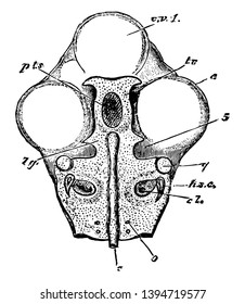 Calavera de un polluelo en el que ya se ven las partes rudimentarias del oído dibujo de línea vintage o ilustración de grabado.