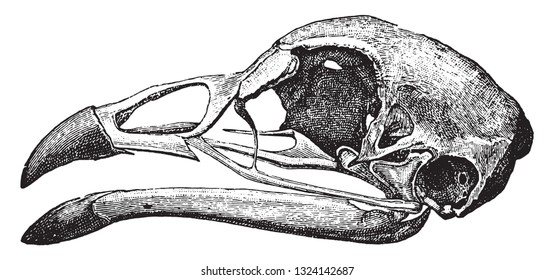 Skull of the chicken, vintage engraved illustration. From Deutch Vogel Teaching in Zoology.
