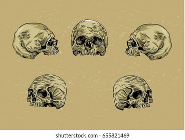 skull collections