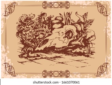 Skull of a cow with a snake, exotic flowers and paving stones. Drawing on old parchment. Sketch in a graceful vintage frame. Vector illustration