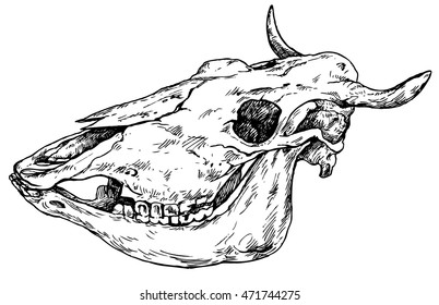 Skull of cow view profile - hand drawn vector illustration, isolated on white